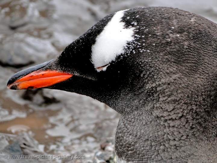 Gentoo penguin, Waterboat Point 
