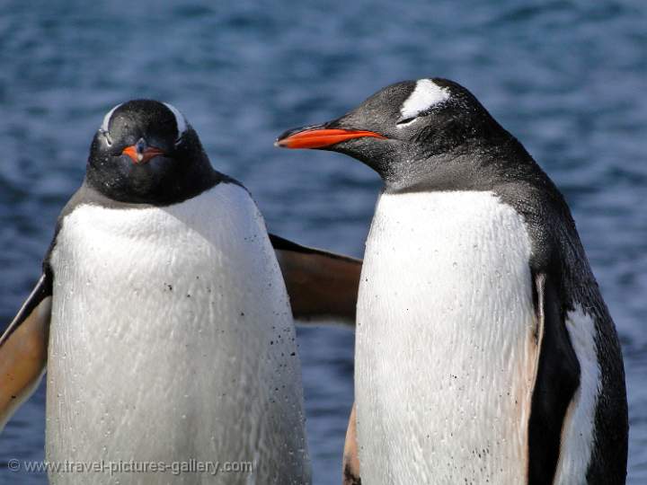 Gentoo penguin, Deception Island 