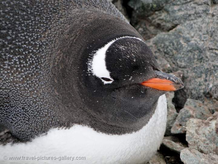 Gentoo penguin, Danco Island 