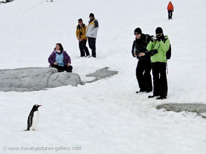 tourists photographing Gentoo penguin, Petterman Island