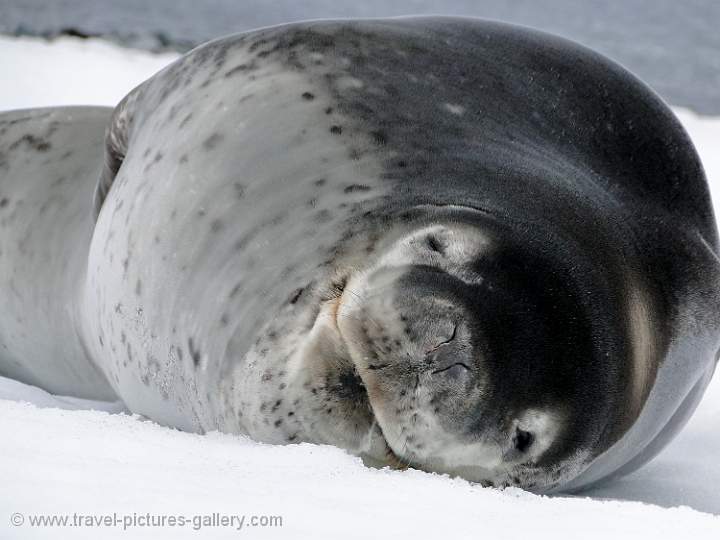 Leopard seal, Half Moon Island 