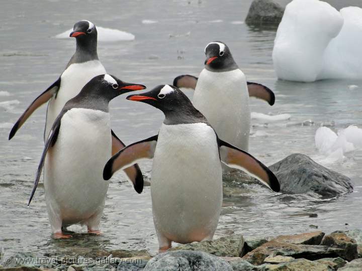 Gentoo Penguins, Danco Island