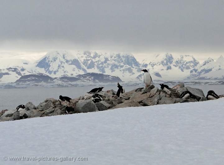 Gentoo Penguins, Petterman Island