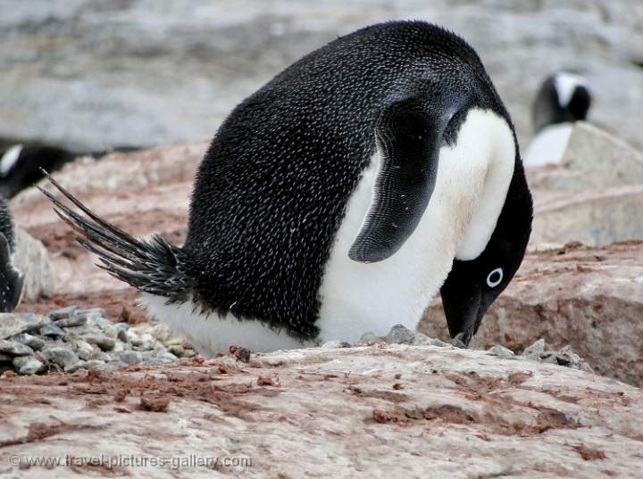 Ad�lie Penguin, Petterman Island 