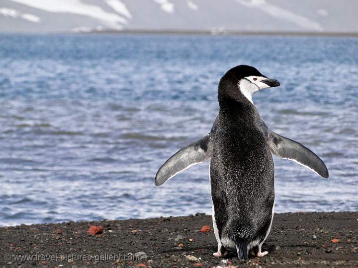 Chinstrap Penguin, Deception Island