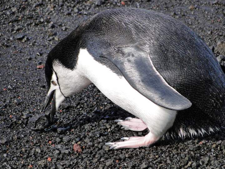 Chinstrap Penguin, Deception Island