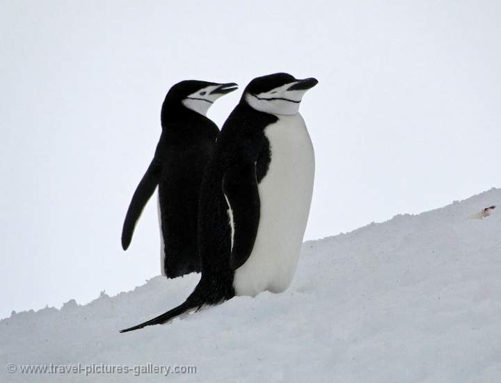 Chinstrap Penguins, Half Moon Island