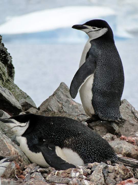 Chinstrap Penguins, Half Moon Island 