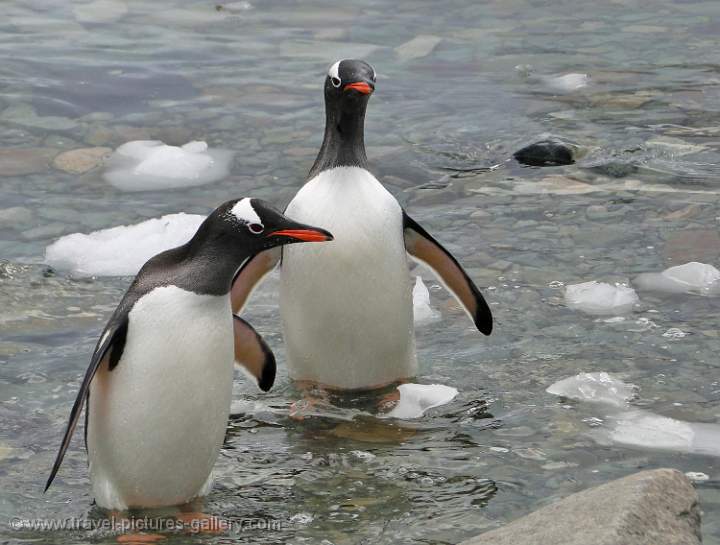 Gentoo Penguins, Danco Island