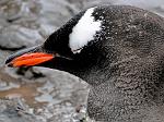 Gentoo penguin, Waterboat Point 