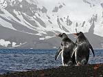 Gentoo penguin, Deception Island