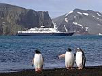 Gentoo penguin, Deception Island