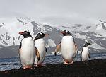 Gentoo penguin, Deception Island 