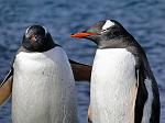 Gentoo penguin, Deception Island 