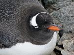 Gentoo penguin, Danco Island 