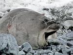 female elephant seal