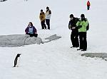 tourists photographing Gentoo penguin, Petterman Island