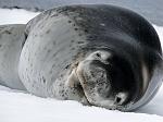 Leopard seal, Half Moon Island 