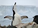 Chinstrap penguin, Half Moon Island 