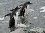 Gentoo penguin, Danco Island 