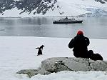 Gentoo penguin, Petterman Island