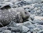 Weddell Seal, Half Moon Island 