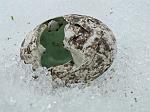 Penguin egg eaten by birds