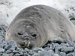 Gentoo Penguin and Leopard Seal, Pl�neau Bay