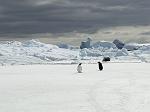 Gentoo Penguin and Leopard Seal, Pl�neau Bay