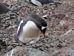 nesting Gentoo Penguin with egg