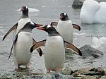 Gentoo Penguins, Danco Island
