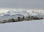 Gentoo Penguins, Petterman Island