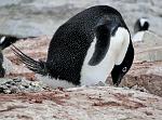 Ad�lie Penguin, Petterman Island 