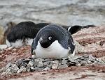 Ad�lie Penguin, Petterman Island