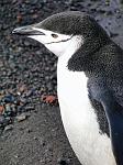 Chinstrap Penguin, Deception Island