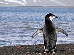 Chinstrap Penguin, Deception Island