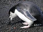 Chinstrap Penguin, Deception Island