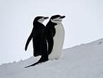 Chinstrap Penguins, Half Moon Island