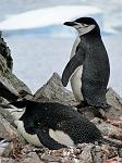 Chinstrap Penguins, Half Moon Island 