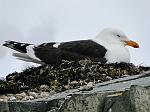 Kelp Gull, Half Moon Island 
