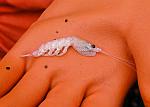 Krill, a shrimp-like marine invertebrate animal