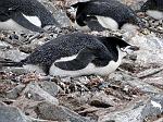 nesting Chinstrap Penguin, Half Moon Island