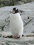 Gentoo Penguin working on it's nest, Petterman Island