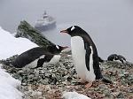 Gentoo Penguins, Danco Island 