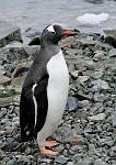 Gentoo Penguin, Danco island