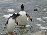 Gentoo Penguins, Danco Island