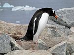 Gentoo Penguin, Petterman Island