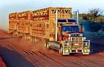 Road Train transporting cattle