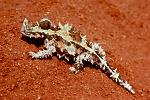 Thorny Devil lizard (Moloch horridus)
