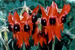 Sturt Desert Pea, (Swainsona formosa)